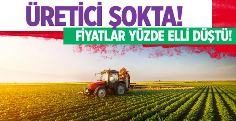 Üretici şokta! Fıstık fiyatları yüzde 50 düştü