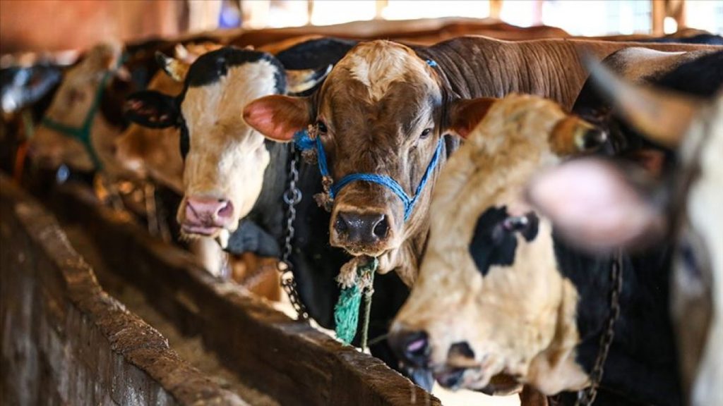 Kurbanlık fiyatları yükseldi, büyükbaşlar 70 bin TL’yi gördü