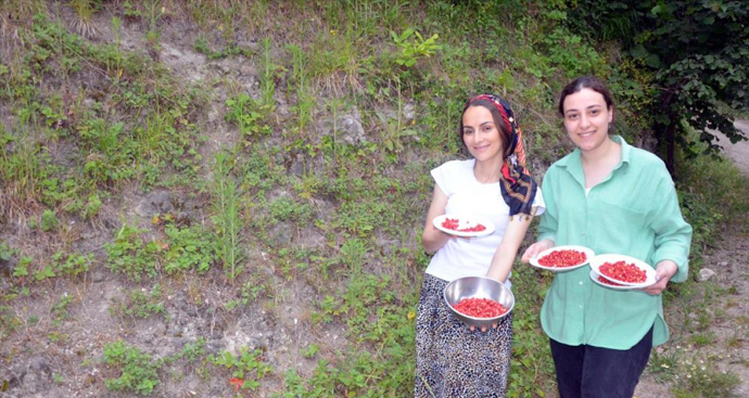 Bu çileğin kilosu 200 TL