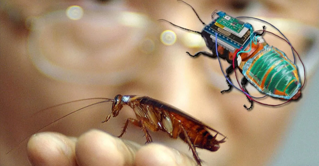 Hamamböcekleri siborga dönüştü! ‘Robot böcek ordusu’ inşa ediliyor