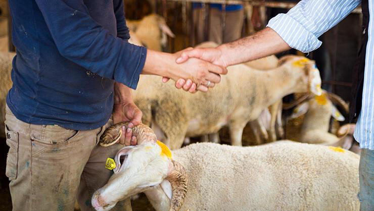 Diyanet 2023 kurbanlık fiyatlarına ilişkin açıklama yaptı