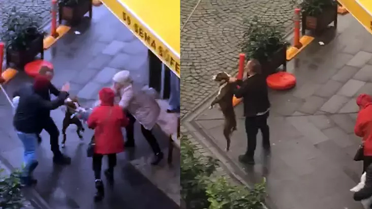 Kucağındaki köpeğe pitbull saldırdı
