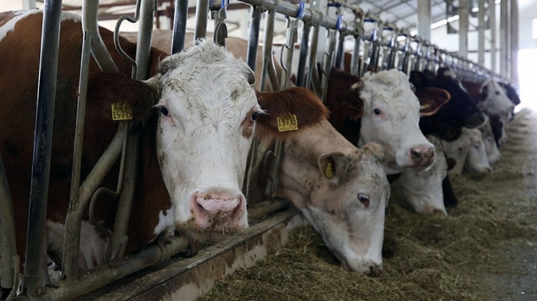 Büyükbaş ve küçükbaş hayvan sayısı 2023’te azaldı!